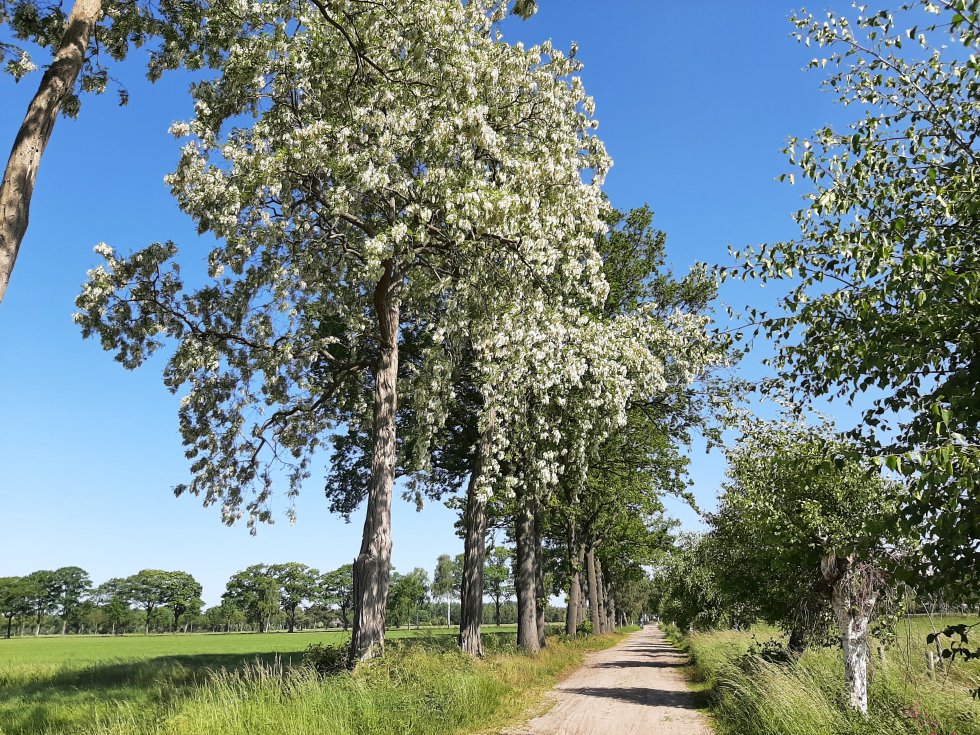 Boomplantdag